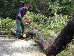 Childress, TX  Tree Services Company