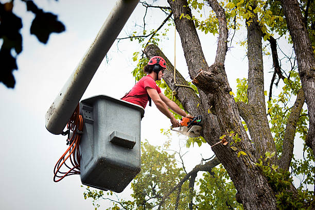 How Our Tree Care Process Works  in  Childress, TX